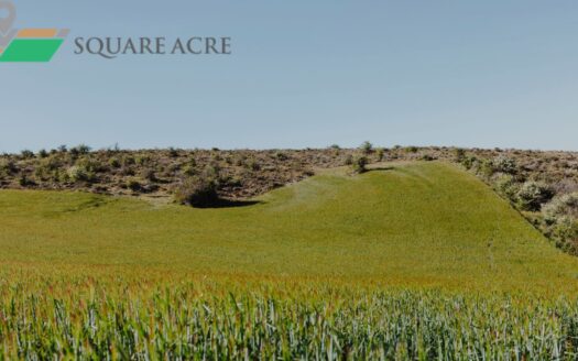 Agriculture Land For Sale In Airport Khorda Bhubneswar-4950 sq. ftAgriculture Land For Sale In Airport Khorda Bhubneswar-4950 sq. ftAgriculture Land For Sale In Airport Khorda Bhubneswar-4950 sq.